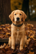 Personalized Pet Charm with Custom Greeting Card